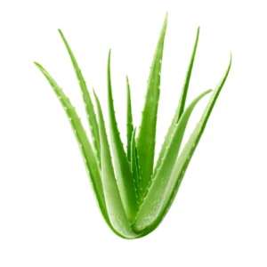 Plante d'Aloe Vera de Château Rouge Online - Bienfaits naturels